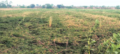 అకాల 