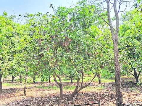 ‘పచ్చ