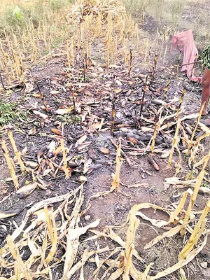 ప్రమాదవశాత్తు మొక్కజొన్న దగ్ధం