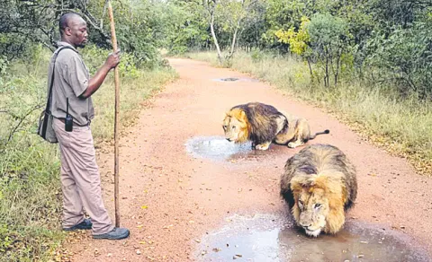 Ukutula South Africa Walking with Lions