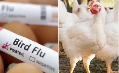 Child Death Over Bird Flu In AP Palnadu District