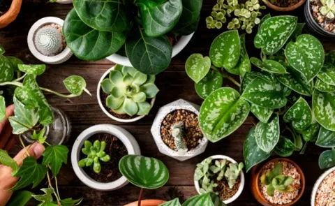 beat the heat check these indoor plants to keep your home cool