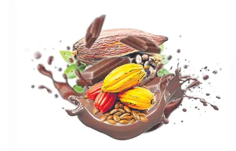 Farmers suffer heavy losses as Amat slashes cocoa bean prices