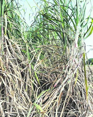 చెరకు సాగులో నూతన వంగడాలు 