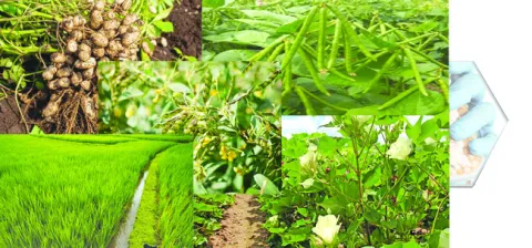 6.17 లక్షల ఎకరాలు