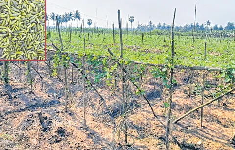 Donda farmers in deep losses