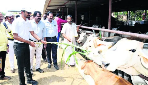 గోవుల