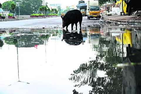జోరంద