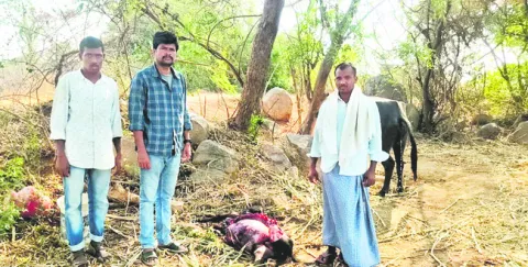 చిరుతపులి దాడిలో లేగదూడ మృతి