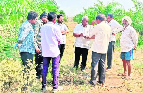 ఆయిల్‌ పామ్‌ సాగుతో అధిక లాభాలు