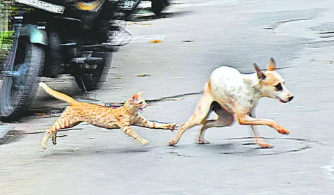 జాతి 