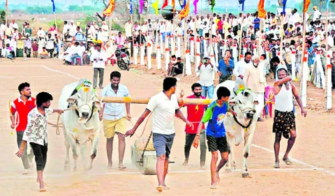 రసవత్తరంగా ఒంగోలు జాతి ఎడ్ల బలప్రదర్శన పోటీలు 