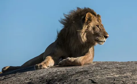 14 Year-Old Girl Attacked By Lion In Front Of Friend Nairobi