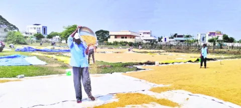 అకాల వర్షానికి తడిసిన ధాన్యం