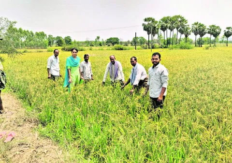 2,208.34ఎకరాల్లో పంట నష్టం