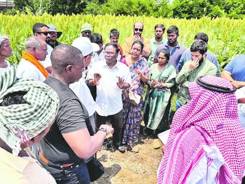 మొక్కజొన్న సాగుపై ఆరా
