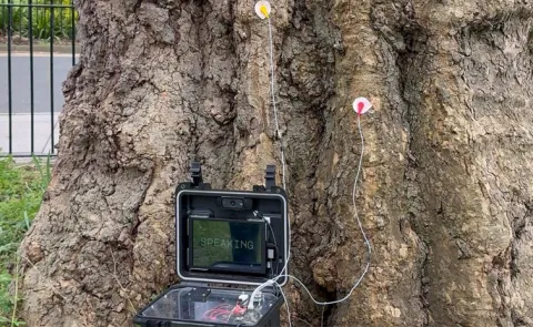 Talking Tree: Irish people shocked as AI talking tree