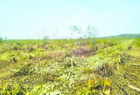 అడ్డగోలుగా నరికేద్దాం..!