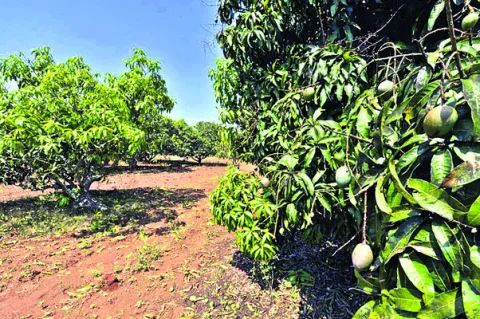 మామిడి రైతుల ఆశలు ఆవిరి 