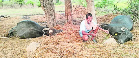 పిడుగుపాటుకు గేదెలు మృతి