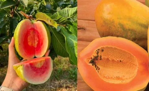Osmotic dehydration of fruits amazing benefits