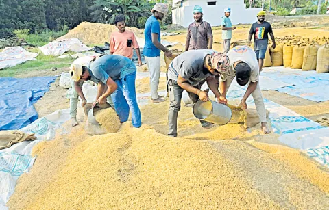 Grain purchases halted as target met
