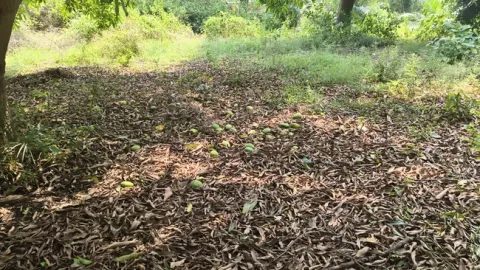 మామిడ