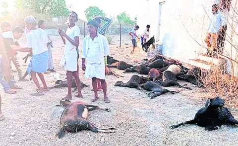 ఊపిరాడక  20 మేకలు మృతి
