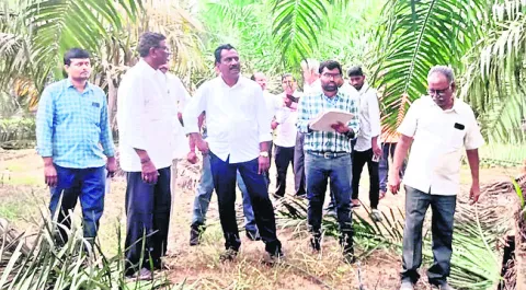 ఆఫ్‌టైప్‌ ఆయిల్‌పామ్‌ మొక్కల పరిశీలన