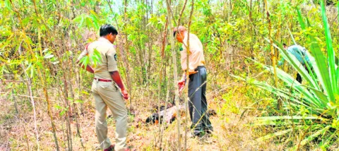 తోటలో