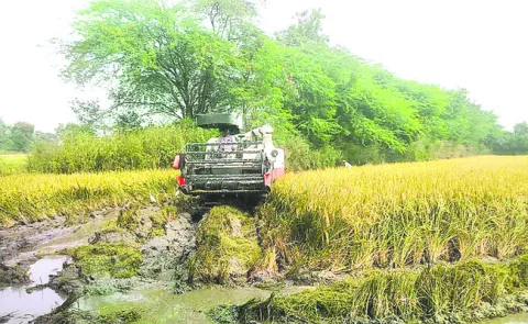 వరికో