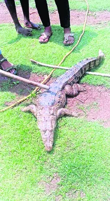 చేపల వలకు చిక్కిన మొసలి కళేబరం 