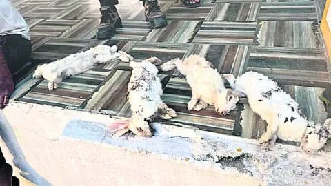 ప్రేమ్‌ పహాడ్‌ వద్ద కుందేళ్ల కళేబరాలు 