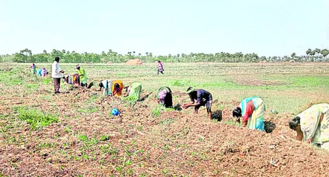 ఉపాధి కూలీల ఆకలి కేకలు 