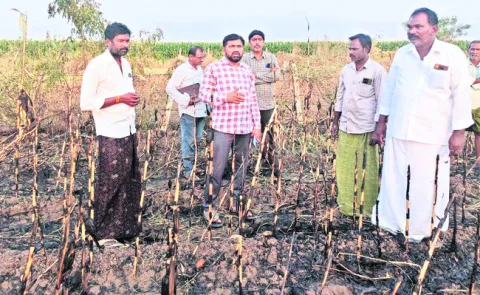 మొక్క జొన్న పంట దగ్ధం 