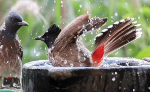 Hot summer provide water to ensure no animal goes thirsty