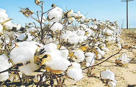 Increased pesticide burden on Indian cotton farmers