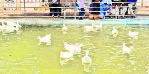వారెవ
