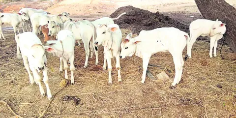 మళ్లీ