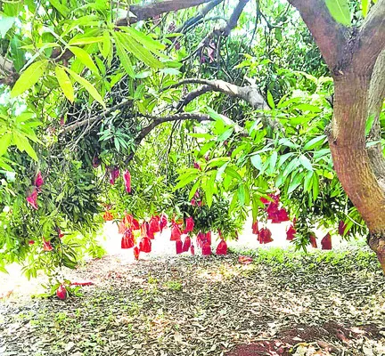 మామిడ