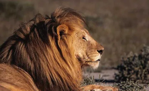 The age of a lion can be determined this check here15