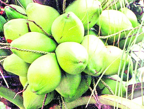 ఎండగం