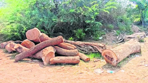 ఆ కలపను ఎవరి కోసం వదిలేశారో..?