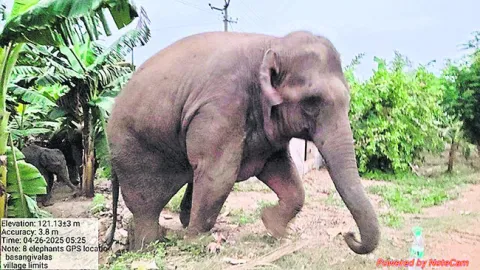 బాసంగి గదబవలసలో ఏనుగులు