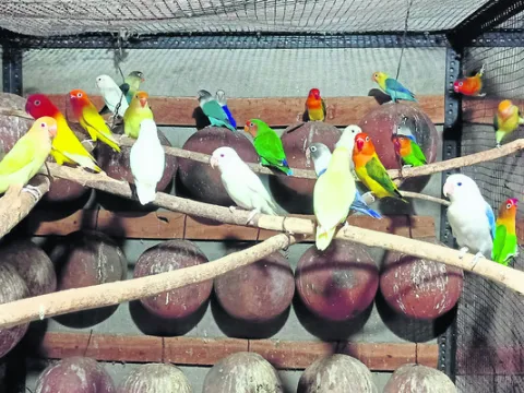 పక్షు