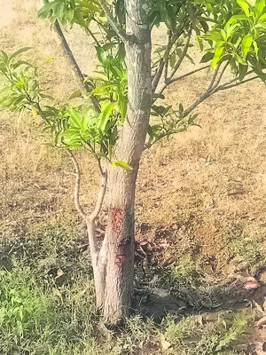 జిల్ల