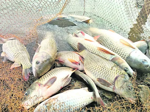 చేపల కదలికలు గమనించాలి