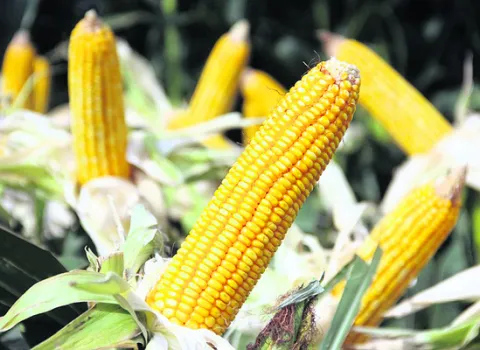 దళారుల నిలువు దోపిడీ 