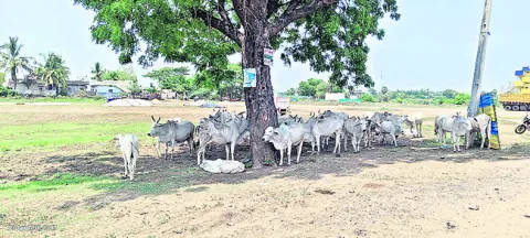 అల్లా
