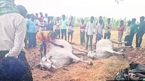 ఈదురు